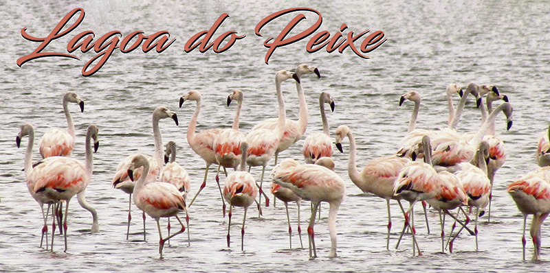 site lagoa do peixe