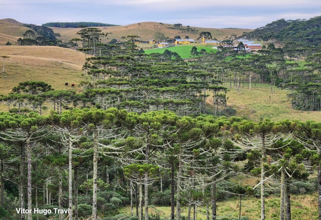 Araucária