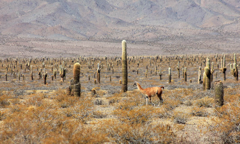 patagônia1